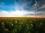 Symbolbild Windenergie: Das Bild zeigt ein Feld voller blühender Sonnenblumen. Rechts ragt ein Windrad in den blauen, mit einigen Wolken verhangenen, Himmel.